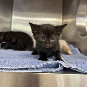 Briar -  Domestic Short Hair Cat for Adoption in Indianapolis, Indiana - Briar | PetCurious