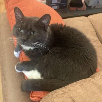 Rescue Domestic Short Hair Cats for Adoption in New York, New York - Olympia | PetCurious