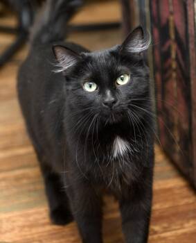 Bastet -  Domestic Long Hair Cat for Adoption in Seattle, Washington - Bastet | PetCurious