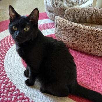 Sunday -  Domestic Short Hair Cat for Adoption in Greensboro, Georgia - Sunday | PetCurious