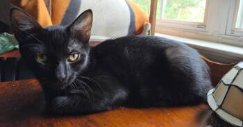 Artie -  Domestic Short Hair Cat for Adoption in Chattanooga, Tennessee - Artie | PetCurious