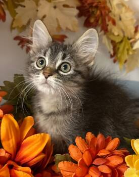 Rescue Domestic Medium Hair Cats for Adoption in Stillwater, Oklahoma - 10/16/25 - Bonnie | PetCurious