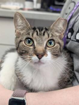 FLARE -  Domestic Short Hair Cat for Adoption in Canfield, Ohio - FLARE | PetCurious