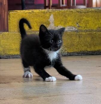 Rojo -  Domestic Short Hair Cat Available for Adoption - Rojo | PetCurious