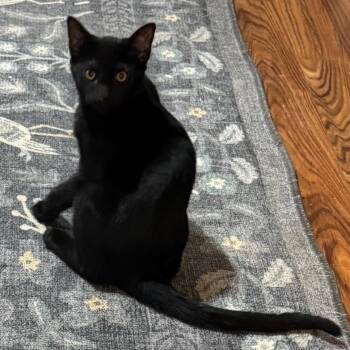 Pickle -  Domestic Short Hair Cat for Adoption in San Antonio, Texas - Pickle | PetCurious