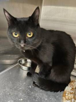 Aladdin -  Domestic Short Hair Cat for Adoption in Lafayette, Indiana - Aladdin | PetCurious