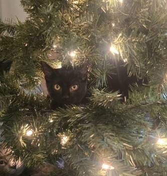 Domestic Short Hair Cats Available for Adoption - Erik | PetCurious