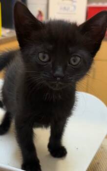 Domestic Short Hair Cats Available for Adoption in Elizabethton, Tennessee - TEENEE | PetCurious