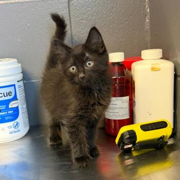 Muffin -  Domestic Medium Hair Cat for Adoption in Tuscaloosa, Alabama - Muffin | PetCurious