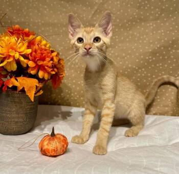 Harold -  Domestic Short Hair Cat for Adoption in Groveland, Massachusetts - Harold | PetCurious
