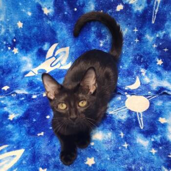 Maxine -  Domestic Short Hair Cat for Adoption in Laredo, Texas - Maxine | PetCurious