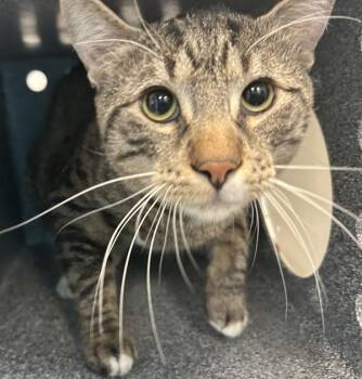 Domestic Short Hair Cats Available for Adoption - Herbie | PetCurious