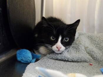 ALEX -  Domestic Short Hair Cat for Adoption in Martinez, California - ALEX | PetCurious