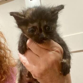 Persimmon -  Domestic Short Hair Cat for Adoption in Jupiter, Florida - Persimmon | PetCurious