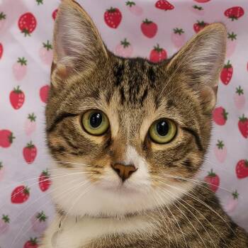Rescue Domestic Short Hair and Tabby Cats for Adoption in Lemont, Illinois - Queenie | PetCurious