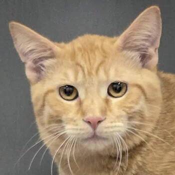 Rescue Tabby and Domestic Short Hair Cats for Adoption in Huntley, Illinois - Blaze | PetCurious