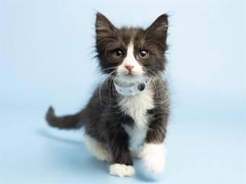 Domestic Short Hair Cats Available for Adoption in Phoenix, Arizona - EGGDROP SOUP | PetCurious