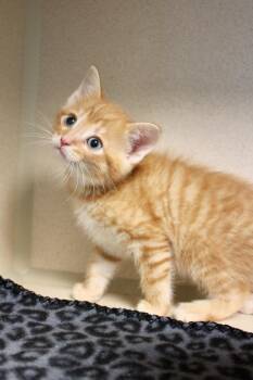 Morgan Wallen -  Domestic Short Hair Cat Available for Adoption in Morgantown, Kentucky - Morgan Wallen | PetCurious