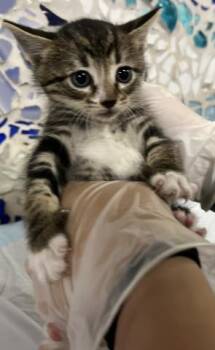 WENDY -  Domestic Short Hair Cat for Adoption in Pensacola, Florida - WENDY | PetCurious