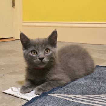 Rescue Domestic Short Hair Cats for Adoption in Brownsboro, Alabama - Cherry Garcia | PetCurious