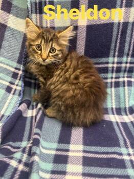 sheldon -  Domestic Long Hair Cat for Adoption in Rensselaer, Indiana - Sheldon | PetCurious