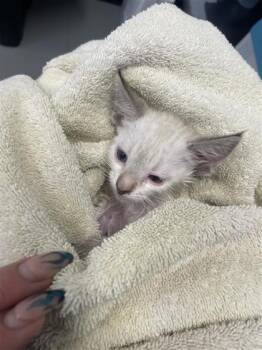 Cash App -  Siamese and Domestic Short Hair Cat for Adoption in West Chester, Pennsylvania - Cash App | PetCurious