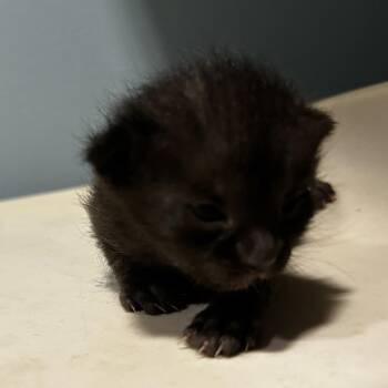 Blackberry -  Domestic Short Hair Cat for Adoption in Chattanooga, Tennessee - Blackberry | PetCurious