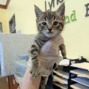 Basil -  Domestic Short Hair Cat for Adoption in Lynchburg, Virginia - Basil | PetCurious