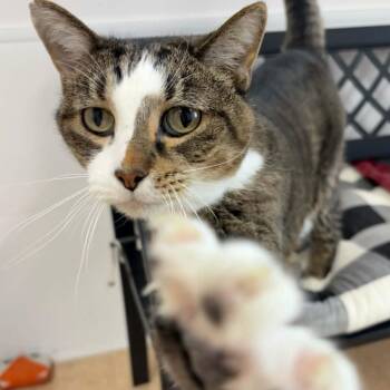 Domestic Short Hair Cats Available for Adoption - Poe | PetCurious