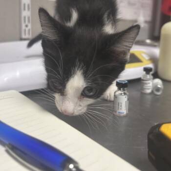 Domestic Short Hair Cats Available for Adoption in Yuma, Arizona - Kellin Quinn | PetCurious