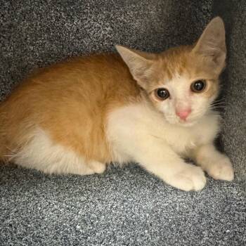 Narnia -  Domestic Short Hair Cat for Adoption in Birmingham, Alabama - Narnia | PetCurious