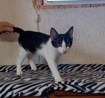 Rescue Domestic Short Hair Cats for Adoption in Centerton, Arkansas - Samara | PetCurious