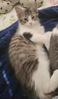 Rescue Tabby Cats for Adoption in Richmond, Virginia - Jayce | PetCurious