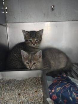 Rescue Domestic Medium Hair and Domestic Short Hair Cats for Adoption in Simcoe, Ontario - Whyoming | PetCurious