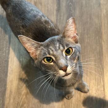 Rescue Domestic Short Hair Cats for Adoption in Nampa, Idaho - Skipper | PetCurious