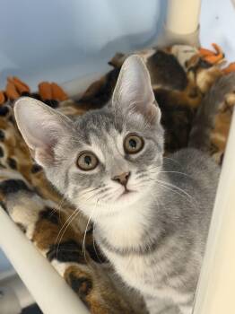 Arwen -  Tabby Cat for Adoption in Mears, Michigan - Arwen | PetCurious