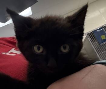 Rescue Domestic Short Hair Cats for Adoption in Napa, California - Jet | PetCurious