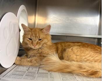 TRUFFLE -  Domestic Short Hair Cat for Adoption in Aurora, Illinois - TRUFFLE | PetCurious