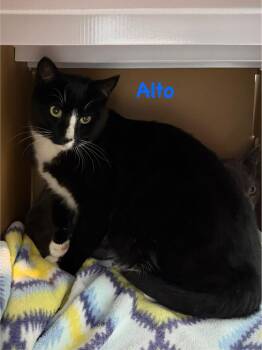 Alto -  Domestic Short Hair Cat for Adoption in Hazlet, New Jersey - Alto | PetCurious