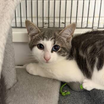 Bambi -  Domestic Short Hair Cat for Adoption in Hampton Bays, New York - Bambi | PetCurious