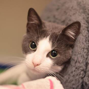 Pogo -  Domestic Short Hair Cat for Adoption in Philadelphia, Pennsylvania - Pogo | PetCurious