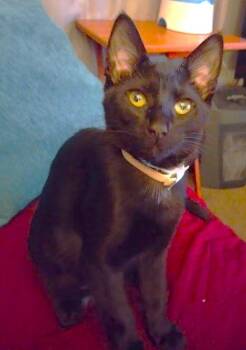 Domestic Short Hair Cats Available for Adoption - Nibbles | PetCurious