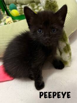 Rescue Domestic Short Hair Cats for Adoption in Libertyville, Illinois - Peepeye | PetCurious