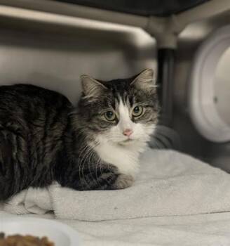 Domestic Medium Hair and Domestic Short Hair Cats Available for Adoption - Hibiscus | PetCurious