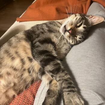 Duke -  Domestic Short Hair Cat for Adoption in Goleta, California - Duke | PetCurious