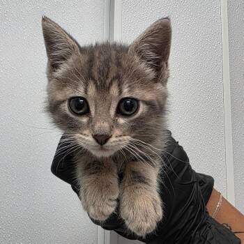Domestic Short Hair Cats Available for Adoption in Abilene, Texas - Skip It | PetCurious