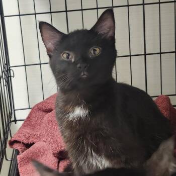 Spade -  Domestic Short Hair Cat for Adoption - Spade | PetCurious
