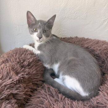 Potato -  Domestic Short Hair Cat for Adoption in Tampa, Florida - Potato | PetCurious