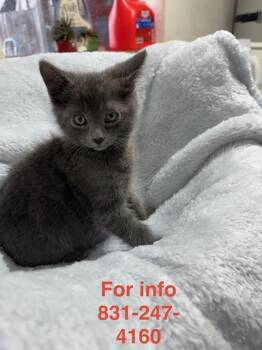 Rasputin -  Russian Blue Cat for Adoption in Santa Cruz, California - Rasputin | PetCurious