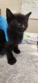 Inky -  Domestic Short Hair Cat for Adoption in Fishers, Indiana - Inky | PetCurious
